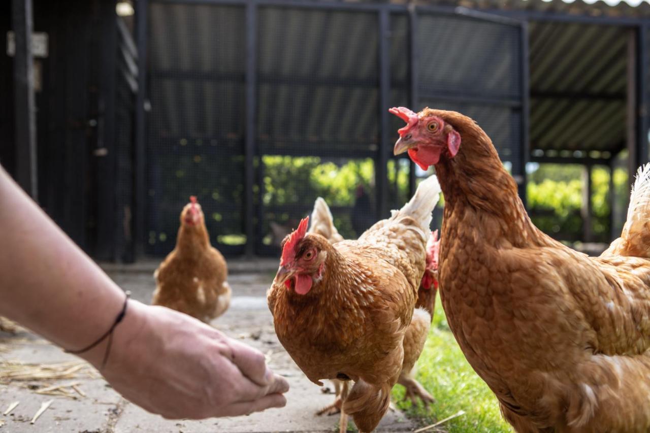 Natuur Lodge Blesdijke Zewnętrze zdjęcie